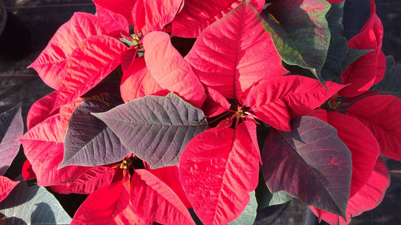 Wallpaper poinsettia, plant, foliage