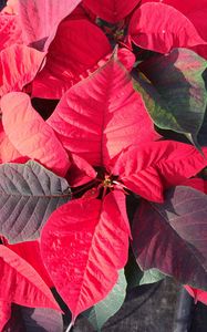 Preview wallpaper poinsettia, plant, foliage