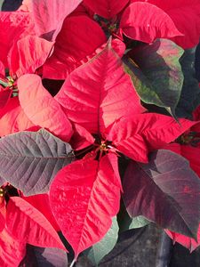 Preview wallpaper poinsettia, plant, foliage