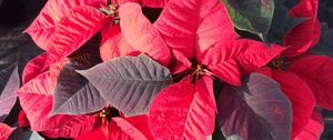 Preview wallpaper poinsettia, plant, foliage