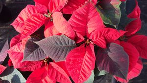 Preview wallpaper poinsettia, plant, foliage