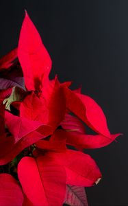 Preview wallpaper poinsettia, plant, leaves, red, bright, exotic