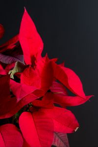 Preview wallpaper poinsettia, plant, leaves, red, bright, exotic