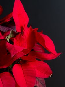 Preview wallpaper poinsettia, plant, leaves, red, bright, exotic