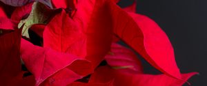 Preview wallpaper poinsettia, plant, leaves, red, bright, exotic