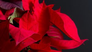 Preview wallpaper poinsettia, plant, leaves, red, bright, exotic