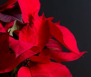 Preview wallpaper poinsettia, plant, leaves, red, bright, exotic