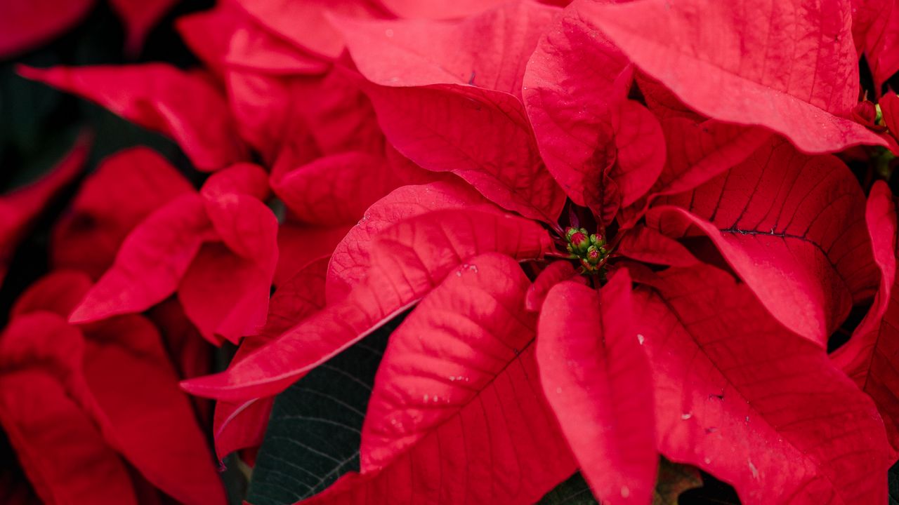 Wallpaper poinsettia, plant, red, decorative