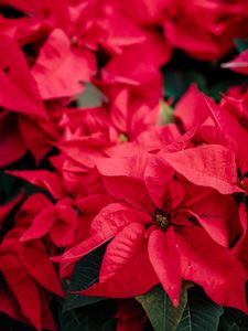 Preview wallpaper poinsettia, plant, red, decorative