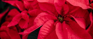 Preview wallpaper poinsettia, plant, red, decorative