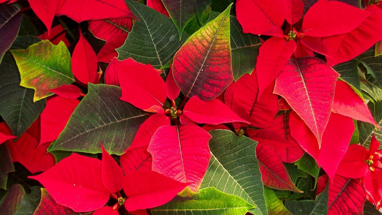 Wallpaper poinsettias, flowers, colorful, leaves hd, picture, image