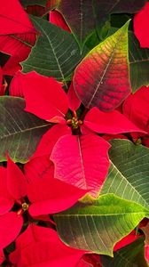 Preview wallpaper poinsettias, flowers, colorful, leaves