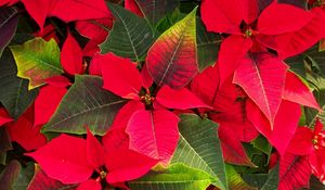 Preview wallpaper poinsettias, flowers, colorful, leaves
