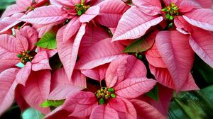 Preview wallpaper poinsettias, flowers, pink, close-up
