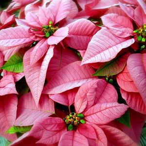 Preview wallpaper poinsettias, flowers, pink, close-up