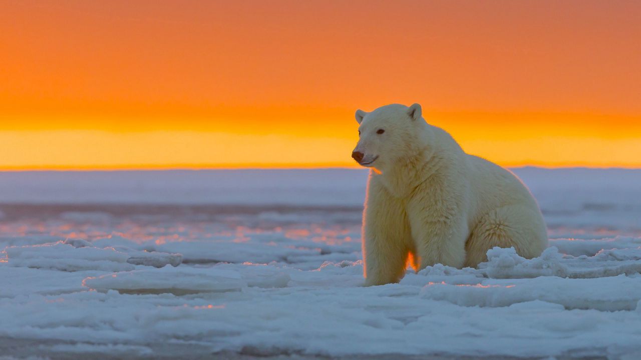 Wallpaper polar bear, alaska, snow