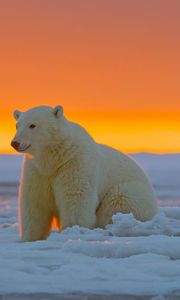 Preview wallpaper polar bear, alaska, snow