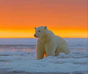 Preview wallpaper polar bear, alaska, snow