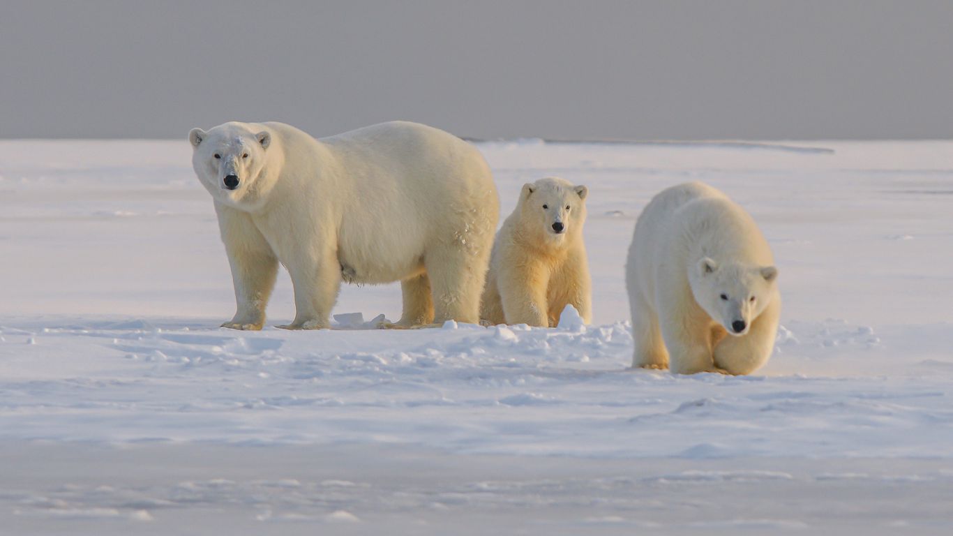 Download Wallpaper 1366x768 Polar Bear, Bear, Animal, White, Snow 