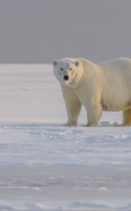 Preview wallpaper polar bear, bear, animal, white, snow