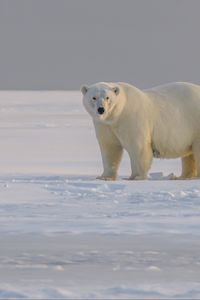 Preview wallpaper polar bear, bear, animal, white, snow