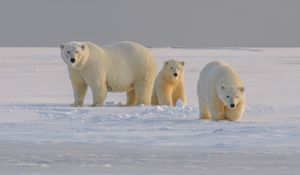 Preview wallpaper polar bear, bear, animal, white, snow