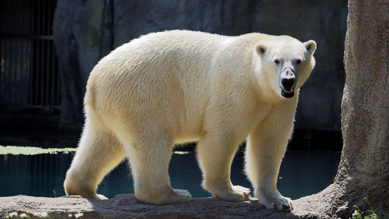 Wallpaper polar bear, bear, animal, stone