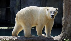 Preview wallpaper polar bear, bear, animal, stone