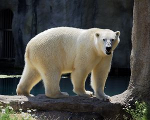 Preview wallpaper polar bear, bear, animal, stone