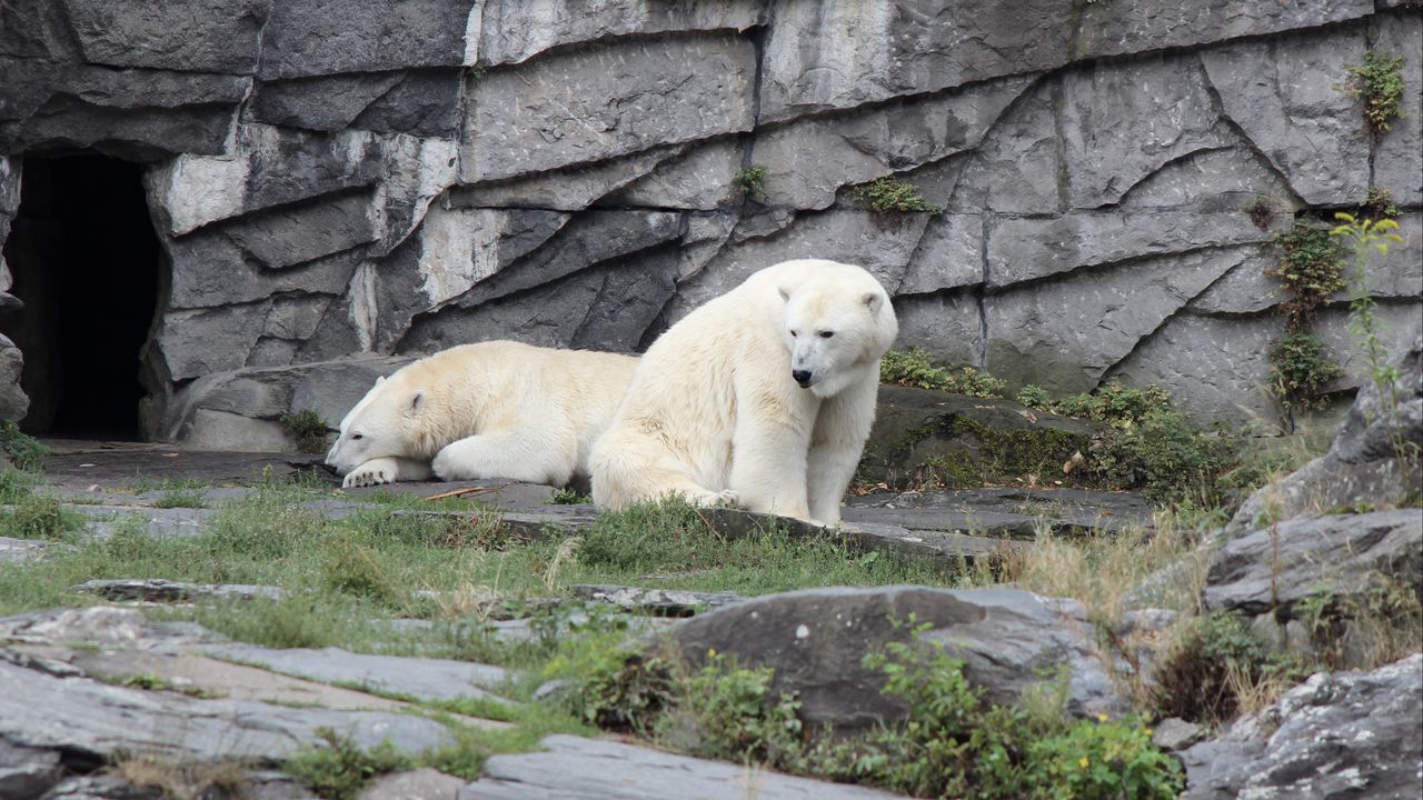 Wallpaper polar bear, bear, animal, stones