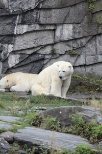 Preview wallpaper polar bear, bear, animal, stones