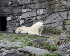 Preview wallpaper polar bear, bear, animal, stones