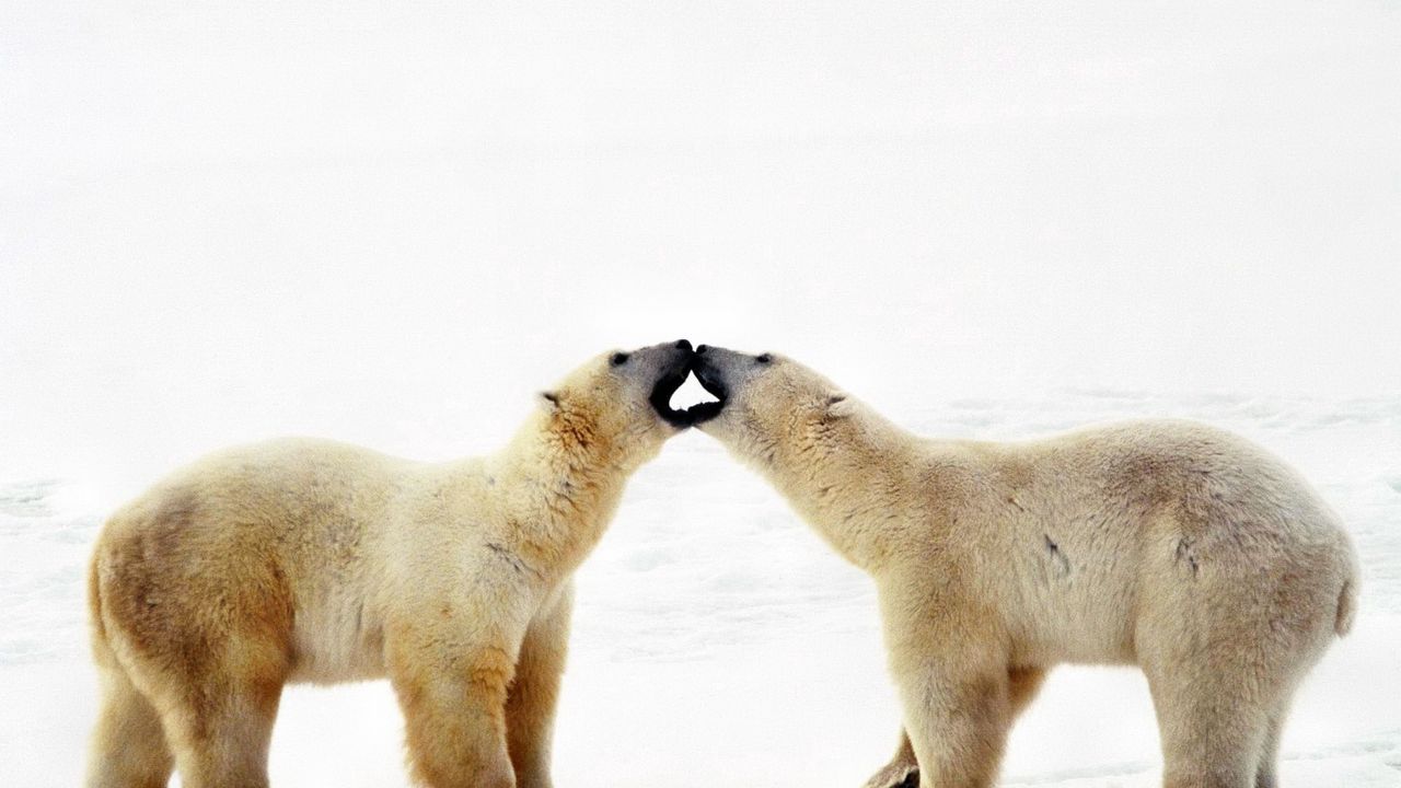 Wallpaper polar bear, bear, couple, caring, family, affection