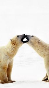 Preview wallpaper polar bear, bear, couple, caring, family, affection