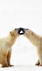 Preview wallpaper polar bear, bear, couple, caring, family, affection