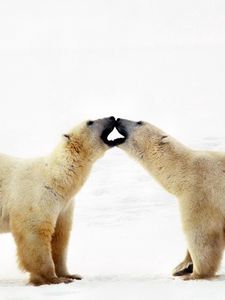 Preview wallpaper polar bear, bear, couple, caring, family, affection