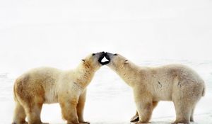 Preview wallpaper polar bear, bear, couple, caring, family, affection