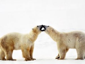 Preview wallpaper polar bear, bear, couple, caring, family, affection