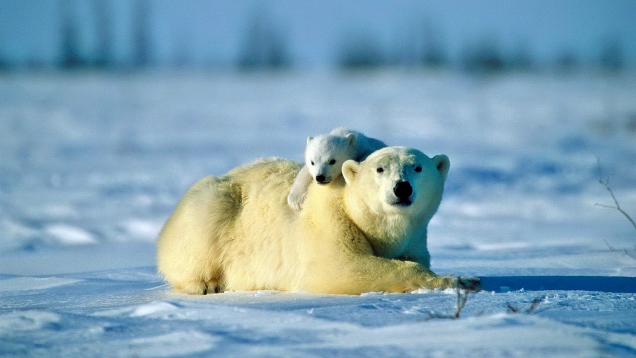 Wallpaper polar bear, bear, couple, cub, snow, caring