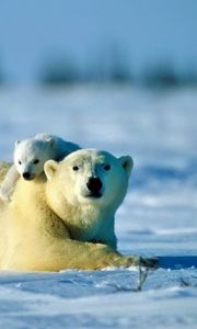 Preview wallpaper polar bear, bear, couple, cub, snow, caring
