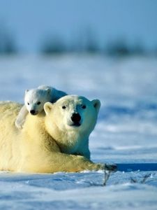 Preview wallpaper polar bear, bear, couple, cub, snow, caring