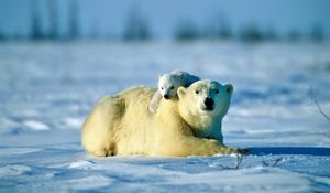 Preview wallpaper polar bear, bear, couple, cub, snow, caring