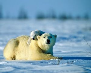 Preview wallpaper polar bear, bear, couple, cub, snow, caring