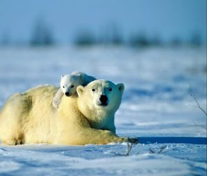 Preview wallpaper polar bear, bear, couple, cub, snow, caring