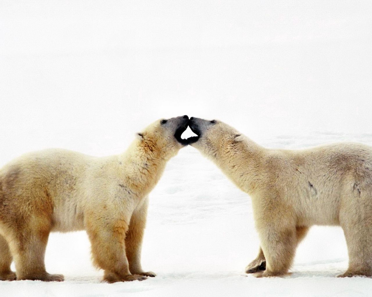 Download wallpaper 1280x1024 polar bear, bear, couple, caring, family,  affection standard 5:4 hd background