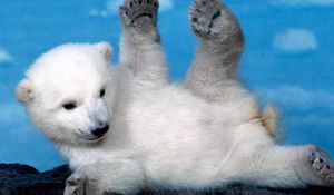 Preview wallpaper polar bear, bear, cub, playful, legs, lying