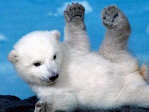 Preview wallpaper polar bear, bear, cub, playful, legs, lying