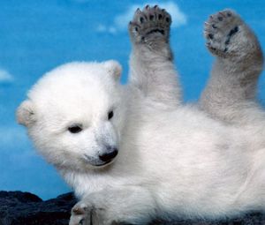 Preview wallpaper polar bear, bear, cub, playful, legs, lying