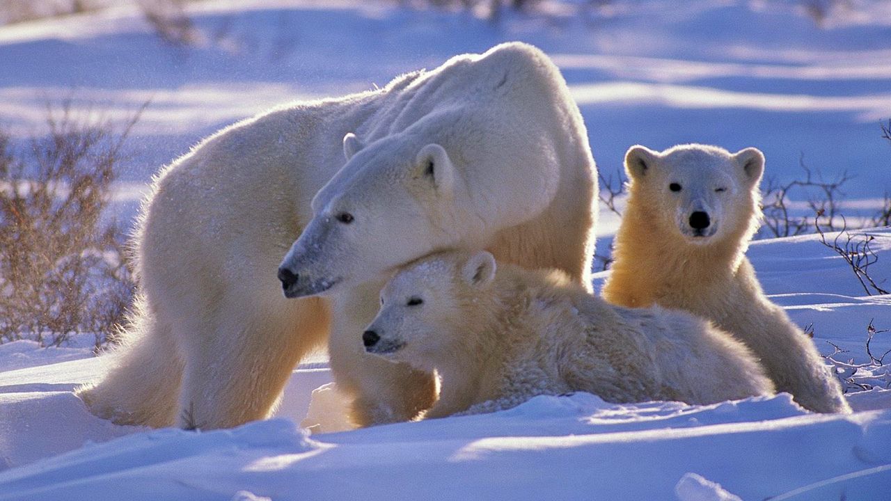 Wallpaper polar bear, bear, family, babies, snow, walk