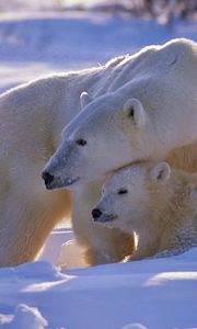 Preview wallpaper polar bear, bear, family, babies, snow, walk